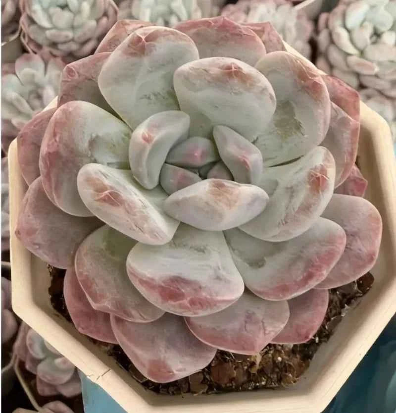 Echeveria succulent with pale pink and white rosette leaves, subtle green centers