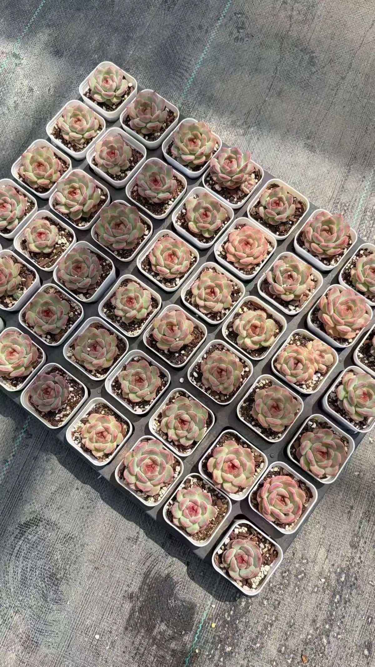 Echeveria Elegans - 2'' pot mysoilsong