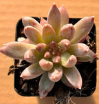 Succulent plant in small black pot with pale pink and white pointed star rosette