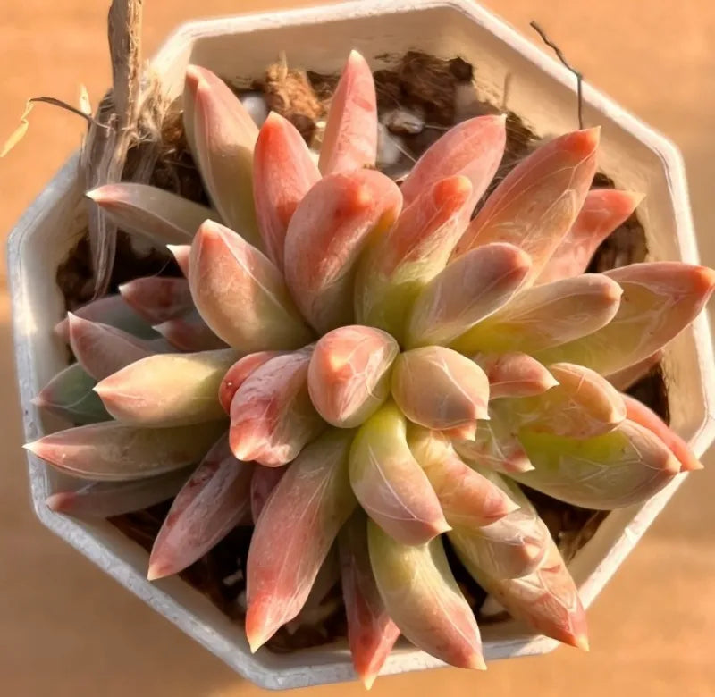 Dazzling Star succulent in 2-inch pot with pastel pink and green rosette leaves