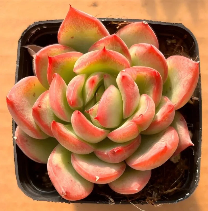 Potted rosette succulent, rounded leaves showing pink edges and green centers