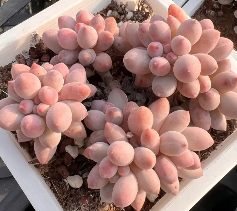 Succulent plant in white pot with pink rosette leaves