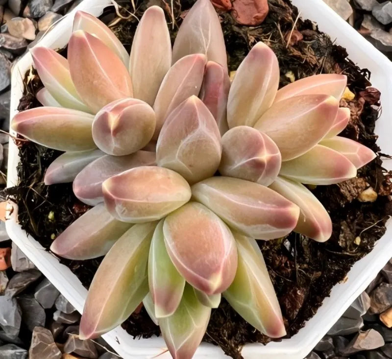 Van Gogh succulent in 2.5-inch pot with pastel rosette