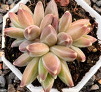 Van Gogh rosette succulent in 2.5-inch pot, pink and green leaves