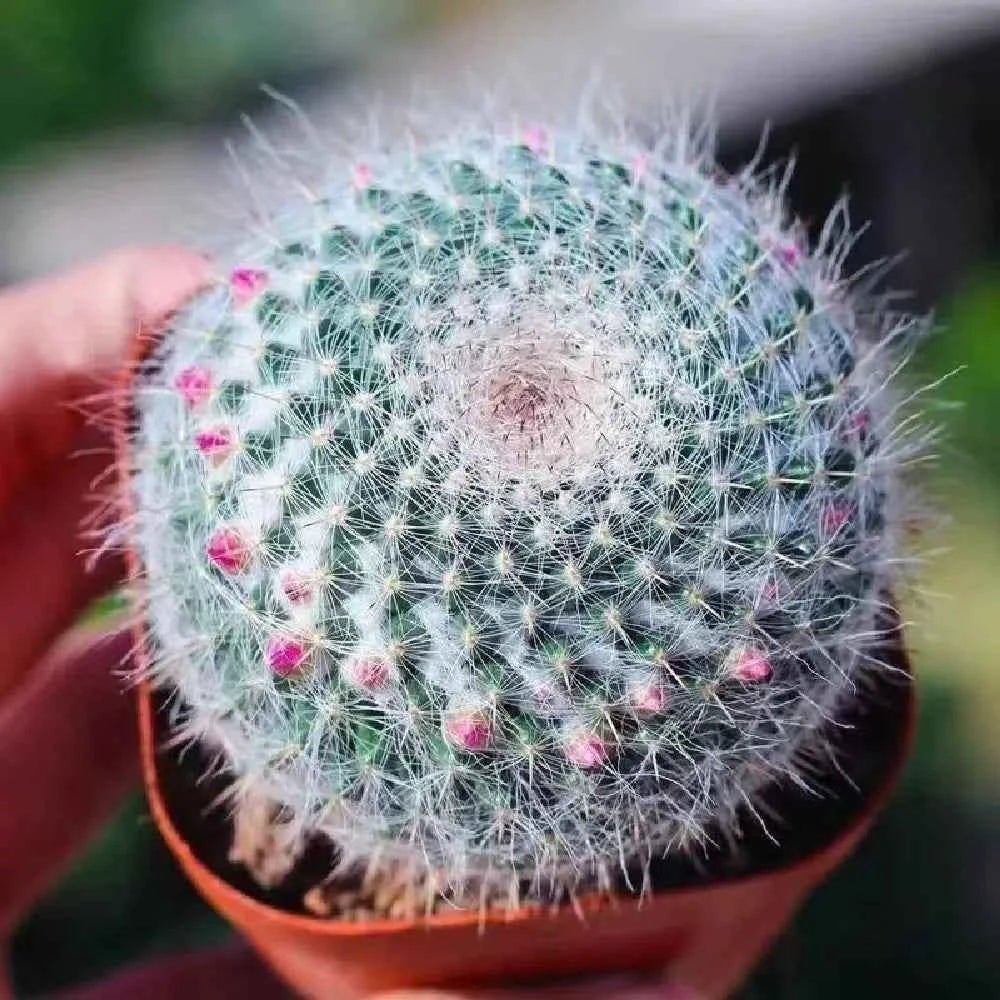 Round cactus with white spines and small pink flowers in terracotta pot