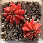 Small red barrel cactus cluster with white spines, set in gravel