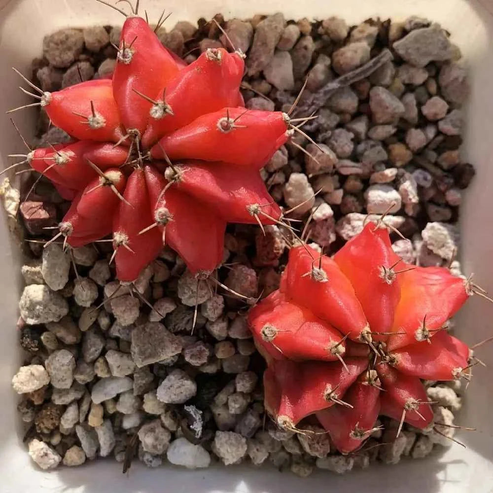 Small red barrel cactus cluster with white spines, set in gravel