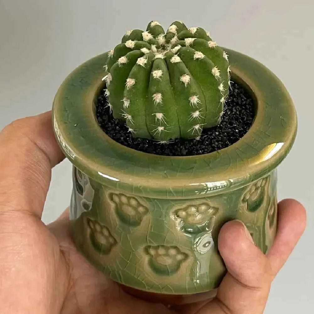 Green ceramic pot cactus with small white spines, held in hands