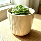 White ceramic planter with vertical ridges, holding a green succulent