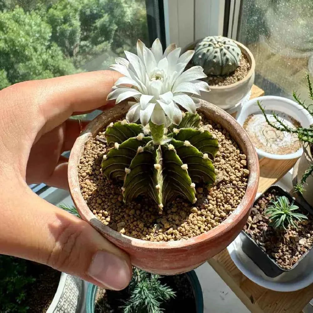 Potted ribbed peony cactus in terracotta-style bowl with white flowers