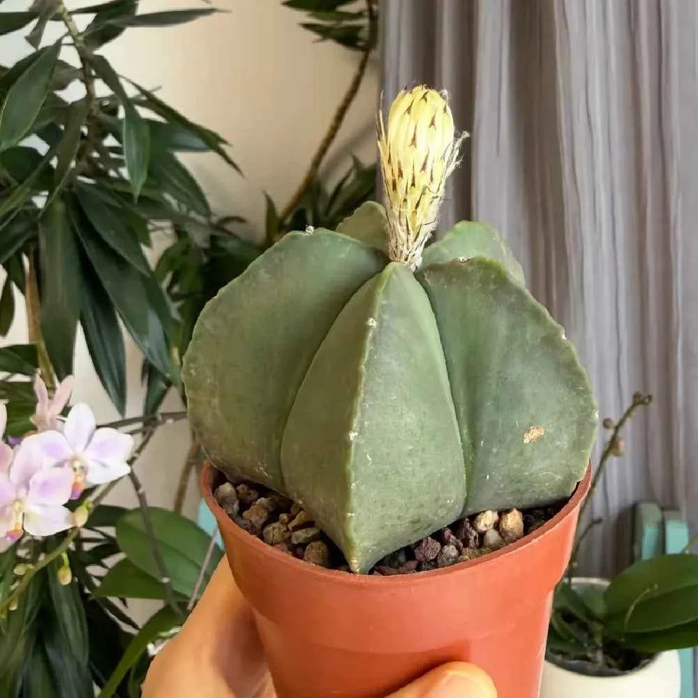 Potted green cactus in terracotta pot with a yellow flower bud
