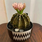 Ribbed peony cactus in black patterned pot with pink flower top