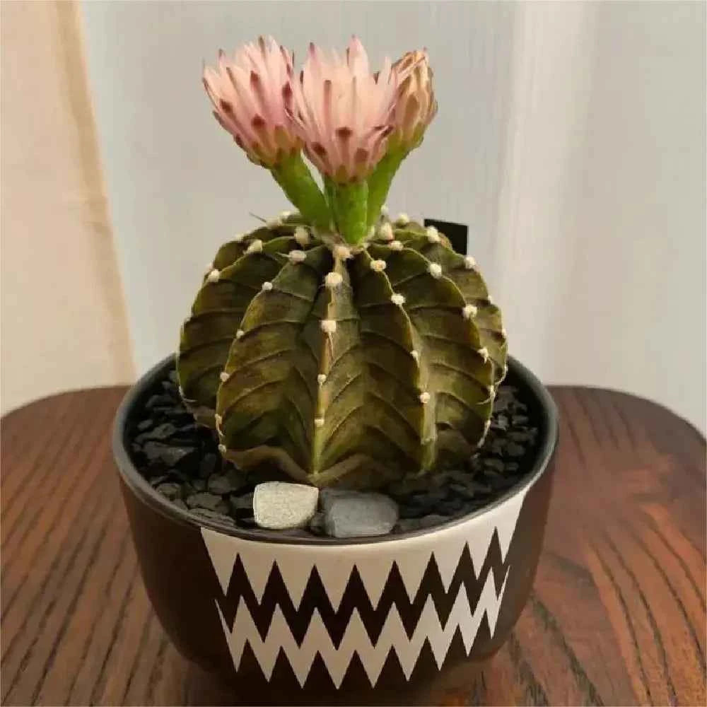 Ribbed peony cactus in black patterned pot with pink flower top
