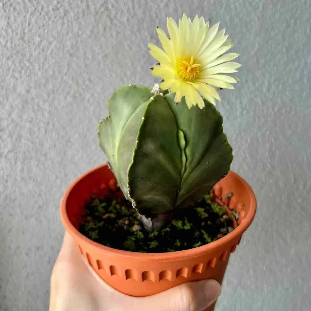 Hand holding potted green cactus with yellow dandelion-like flower