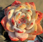Echeveria succulent with creamy white leaves edged in red-orange, dense rosette