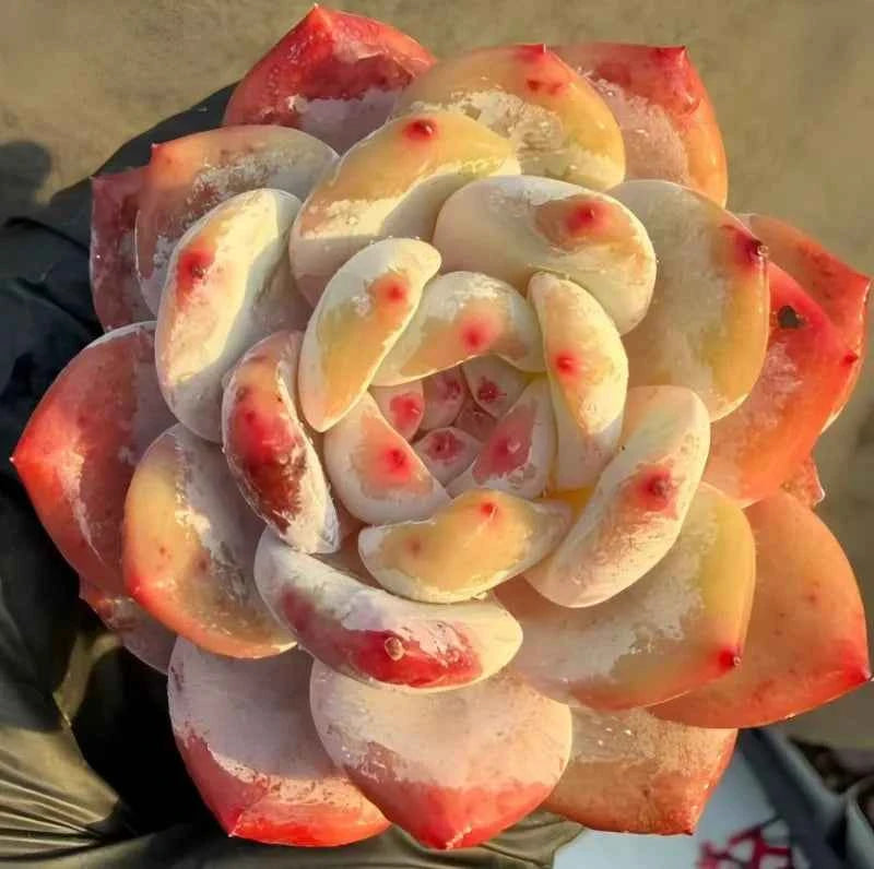 Echeveria succulent with creamy white leaves edged in red-orange, dense rosette