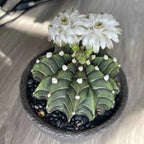 Ribbed peony cactus in small pot with white blossoms and green ridged body