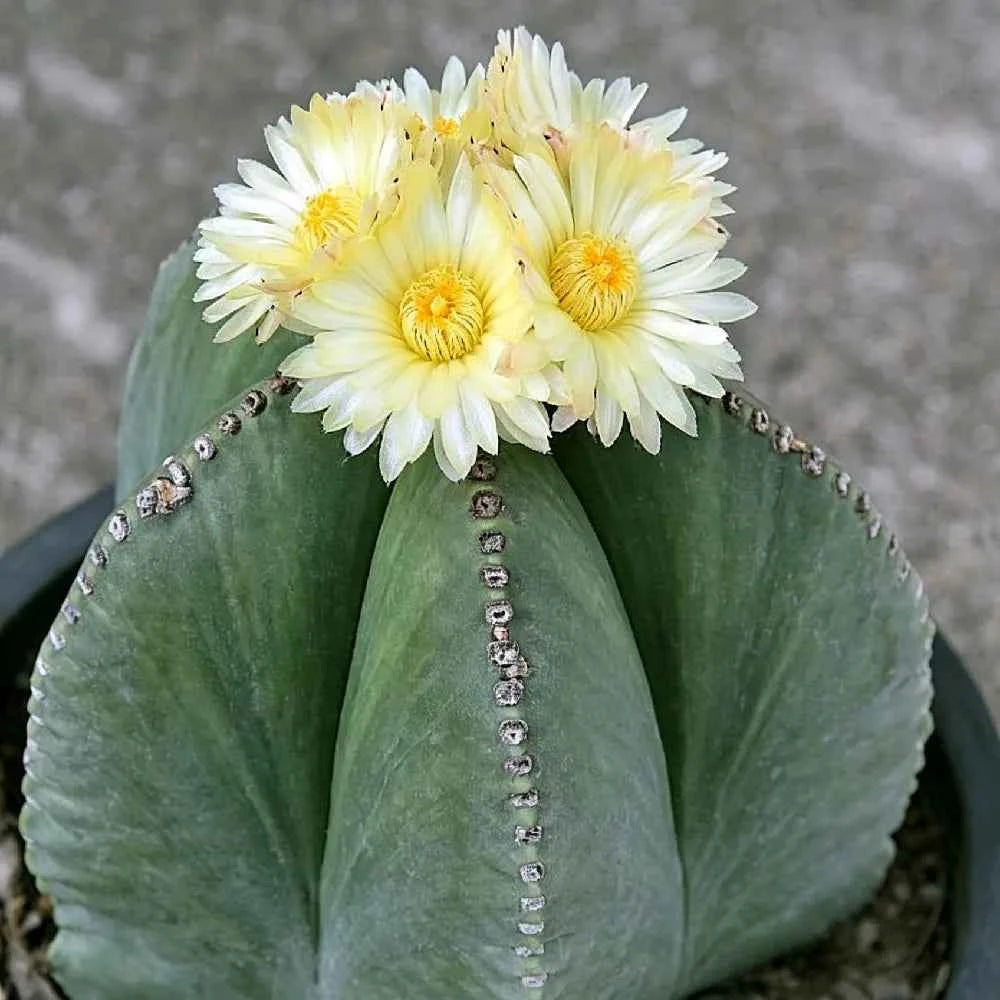 Green cactus top with white-yellow blossoms and small bead-like spines