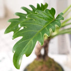 Close-up of philodendron green split leaves on upright stems