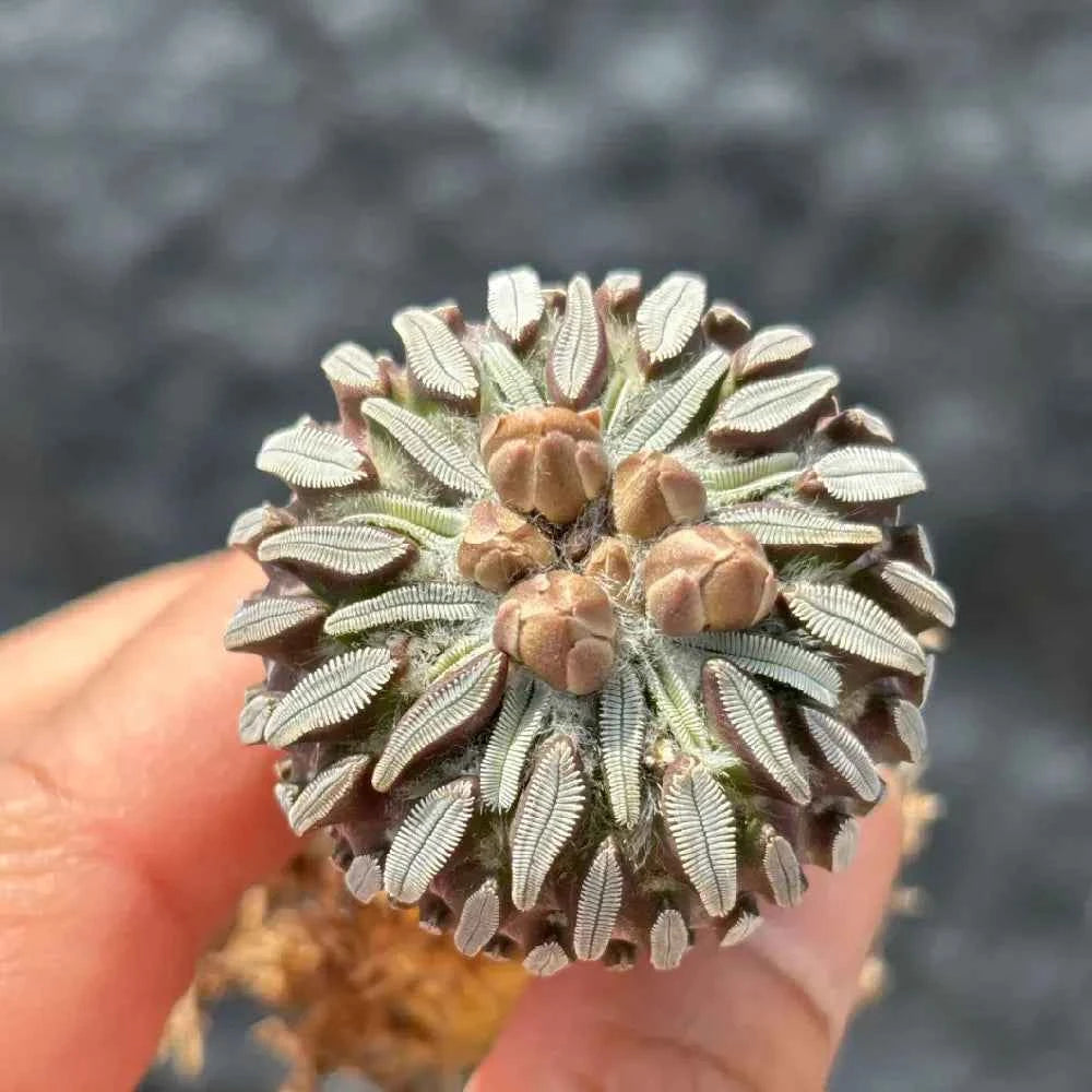 Cactus pincushion with tan, off-white, and pale green tufted spine texture