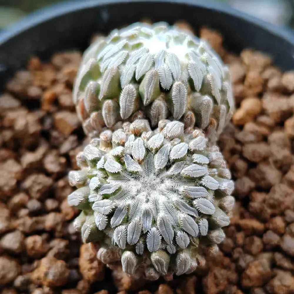 Schiede's cactus pincushion with layered off-white and pale green spines