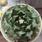 Potted star cactus with dark green ribbed pads and small spines, top view