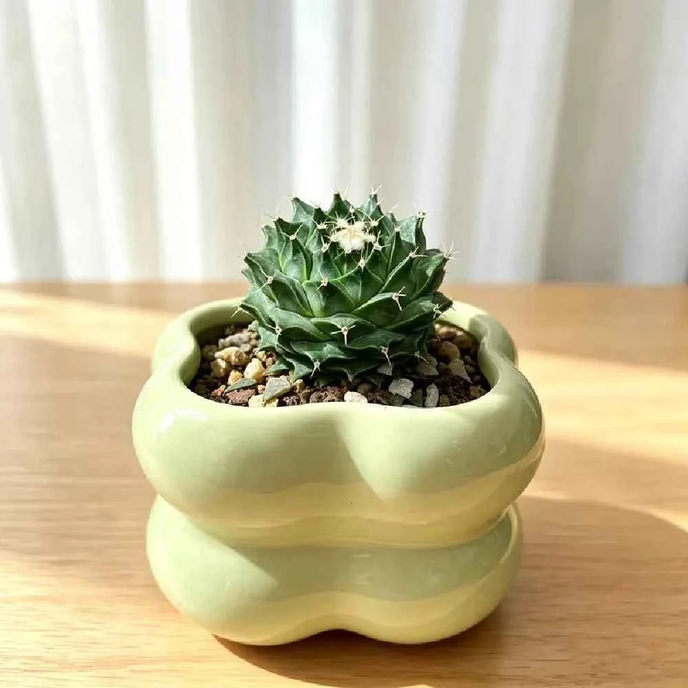 Light green ceramic planter bowl with wavy scalloped sides and small leafy plant