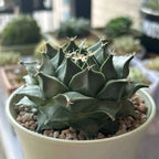 Potted dark green cactus with spines in a round pot, three-quarter view