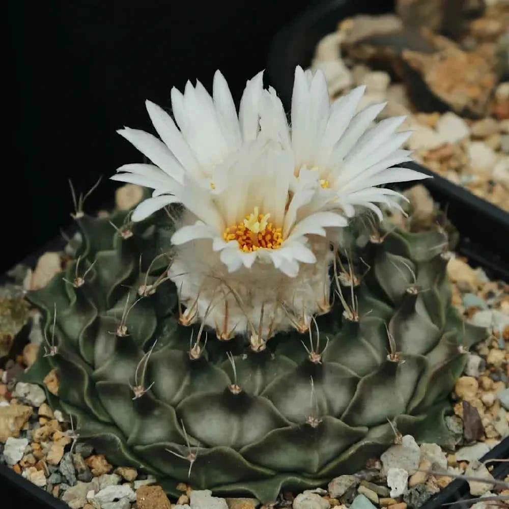 Flowering potted cactus with a white bloom and dark green ribbed body