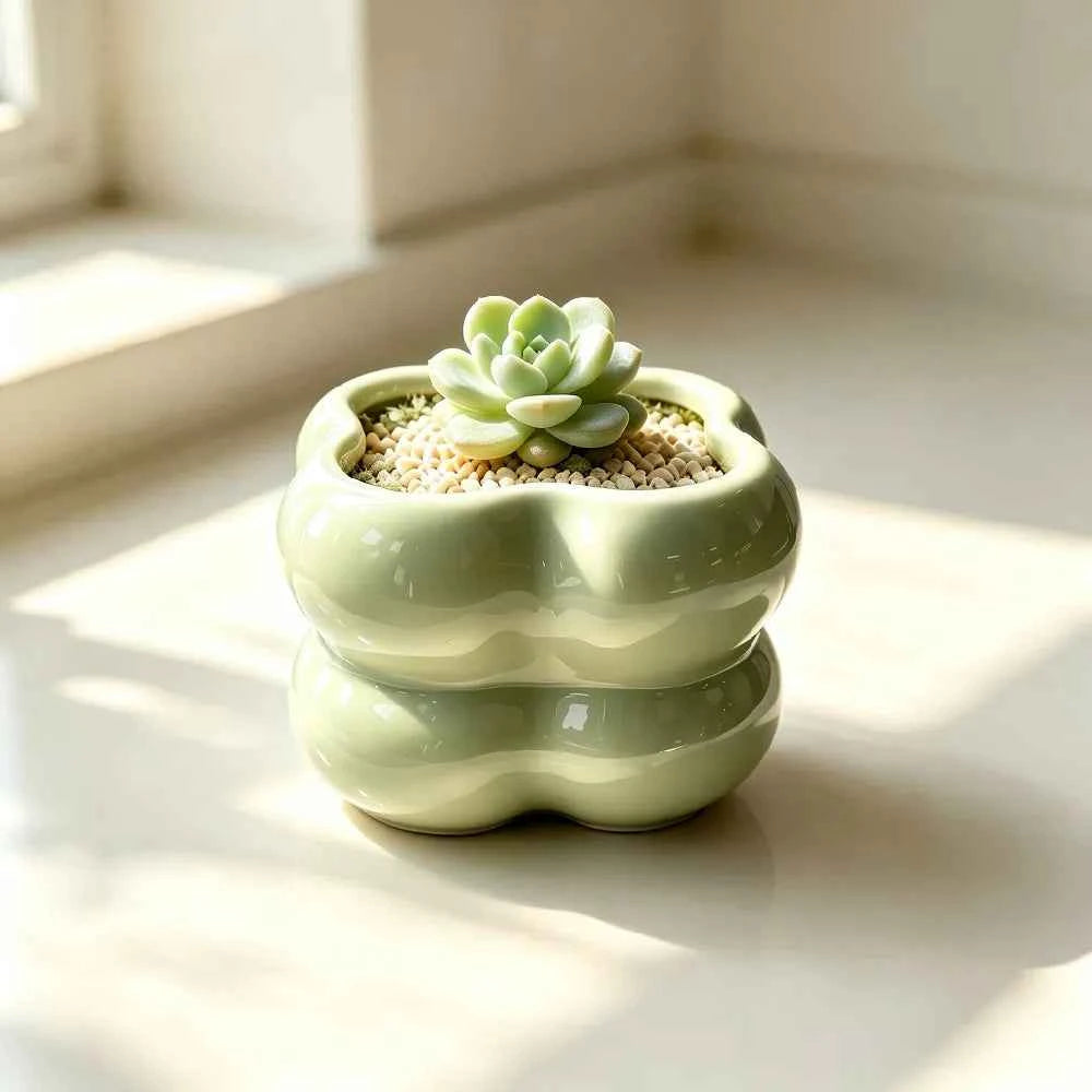 Light green ceramic planter with wavy scalloped design holding a small succulent