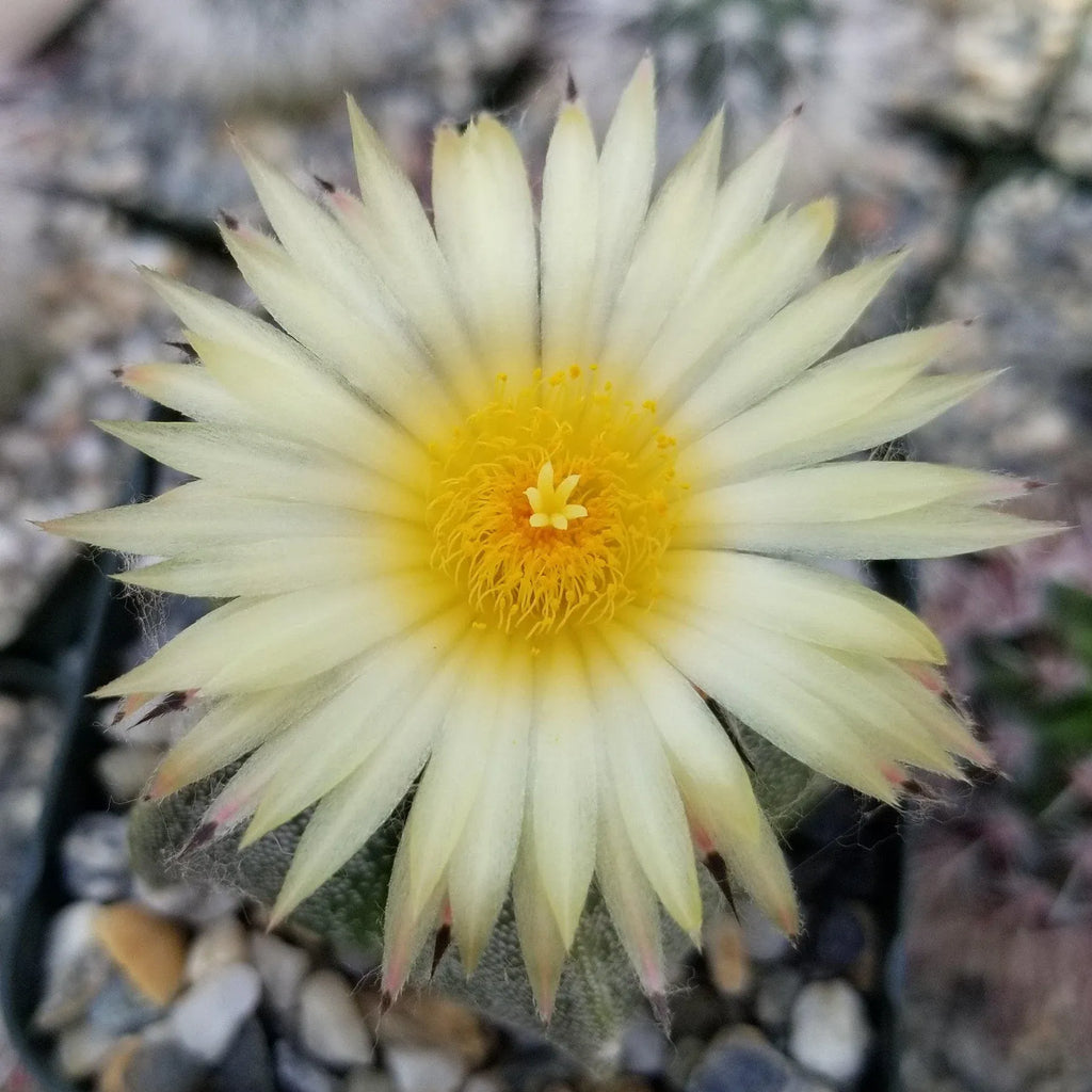 Bishop's Hat Cactus - 3'' mysoilsong