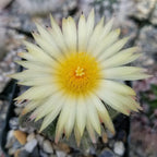 Bishop's Hat Cactus - 3'' mysoilsong