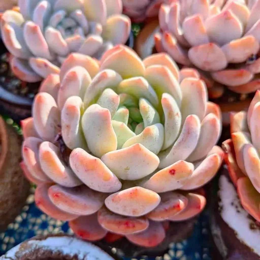 Echeveria succulent with pastel pink, lavender, and pale green rosette leaves