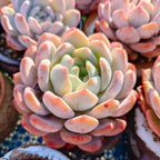 Echeveria succulent with pastel pink, lavender, and pale green rosette leaves