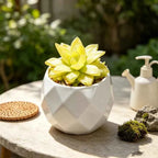 White geometric ceramic planter with faceted diamond pattern, holding yellow succulent