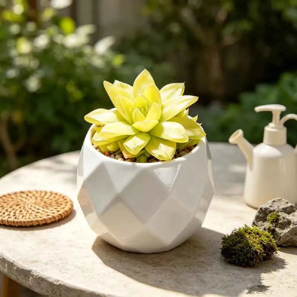 White geometric ceramic planter with faceted diamond pattern, holding yellow succulent