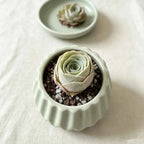 Light mint ceramic planter with scalloped ridges, holding a green succulent rosette