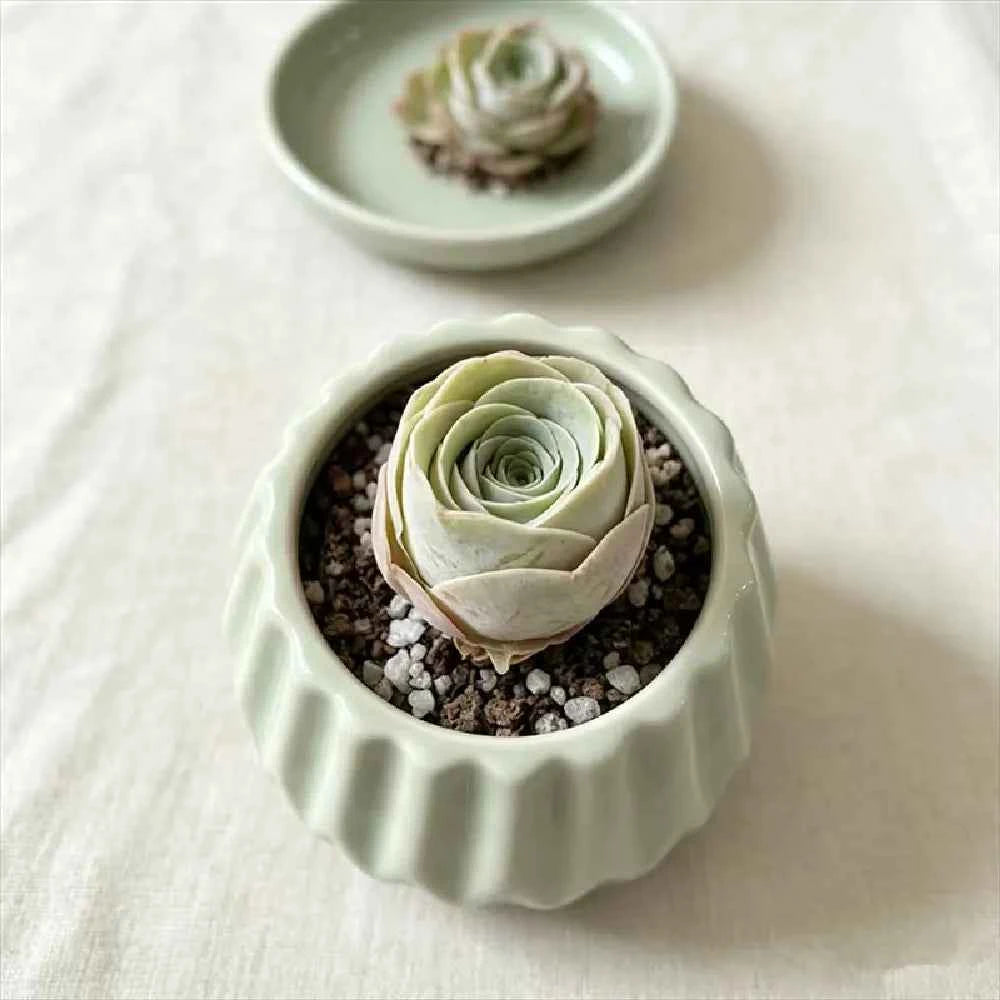 Light mint ceramic planter with scalloped ridges, holding a green succulent rosette