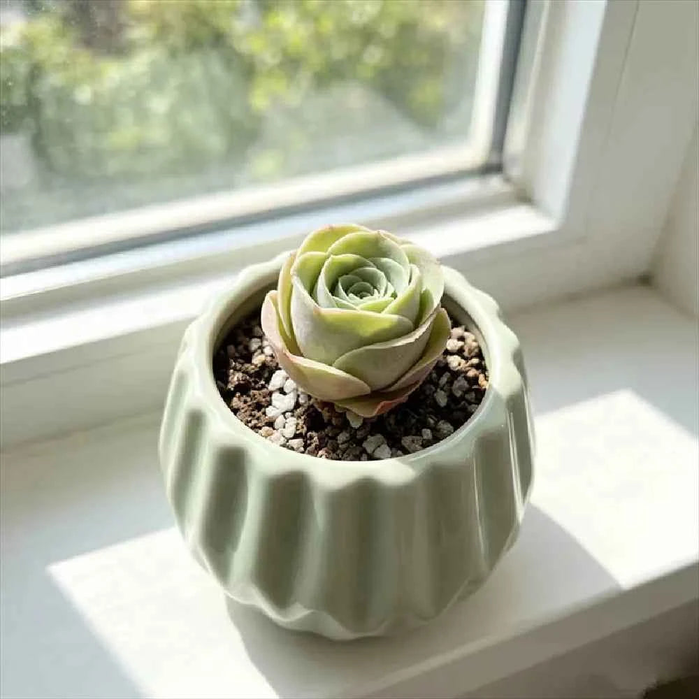 Light mint ceramic planter with scalloped ridges, holding a pale green succulent rosette