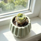 Light mint ceramic planter with scalloped ridges, holding a pale green succulent rosette