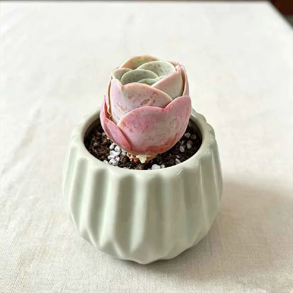 Light mint ceramic planter with scalloped ridges, holding a pink succulent rosette