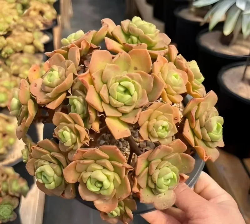 Aeonium lilypad succulent in 6.5 in pot with peach and green rosette leaves