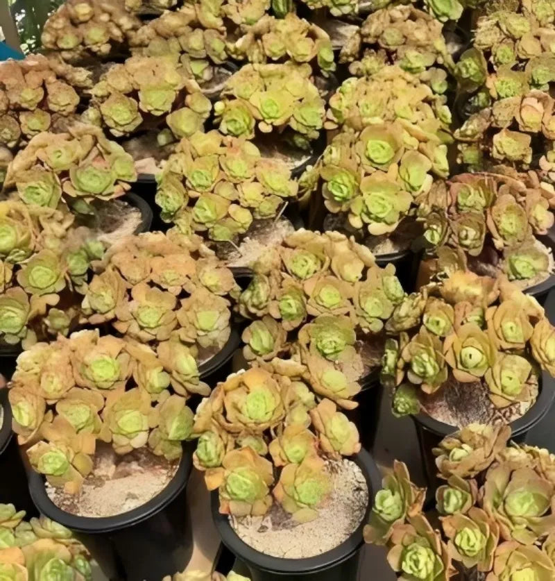 Aeonium lilypad succulents in black pots with yellow-green rosette heads
