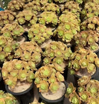 Aeonium lilypad succulents in black pots with yellow-green rosette heads