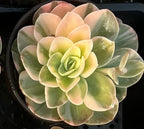 Succulent rosette plant with pale green leaves and soft pink tips, centered view