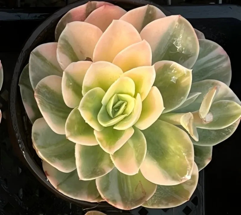 Succulent rosette plant with pale green leaves and soft pink tips, centered view