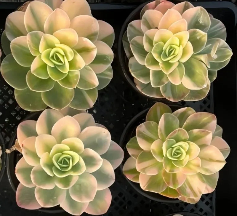 Succulent rosette plants with pale green leaves and pink-tinged tips, four in tray