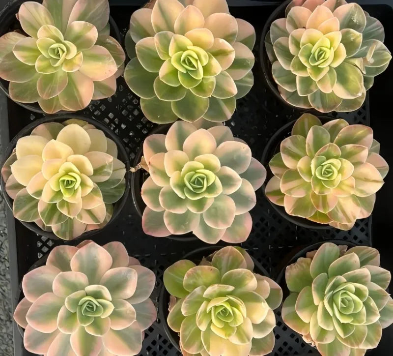 Succulent rosette plants with pale green leaves and pink-tinged tips, nine in tray