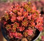 Aeonium Sedifolium Variegata succulent with coral-pink rosette clusters and green tips