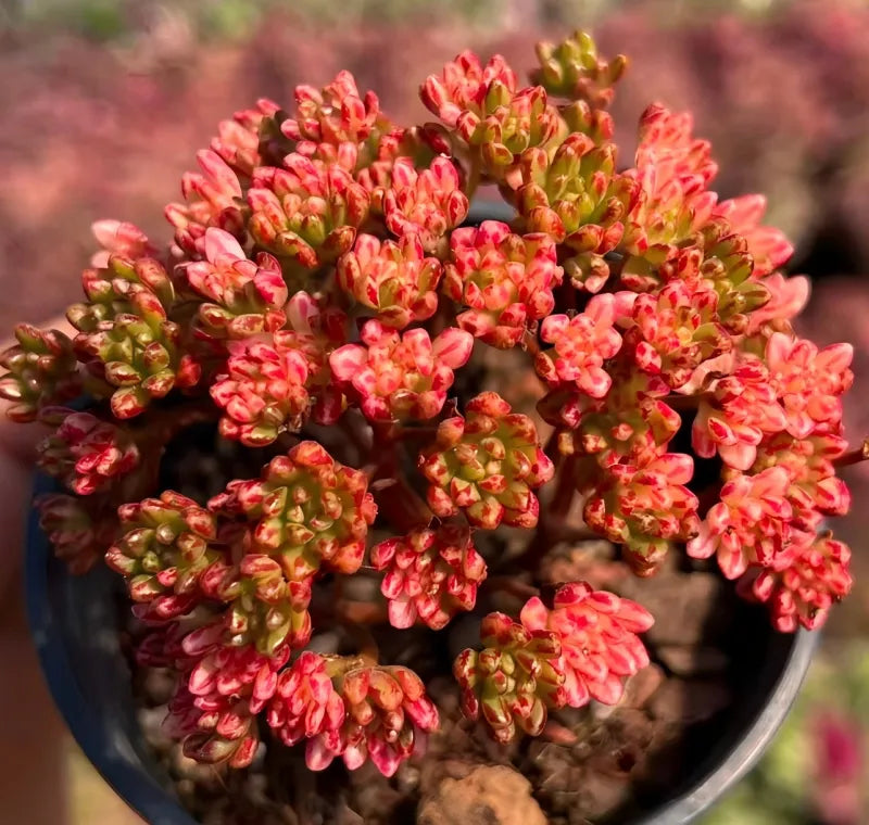 Aeonium Sedifolium Variegata succulent with coral-pink rosette clusters and green tips